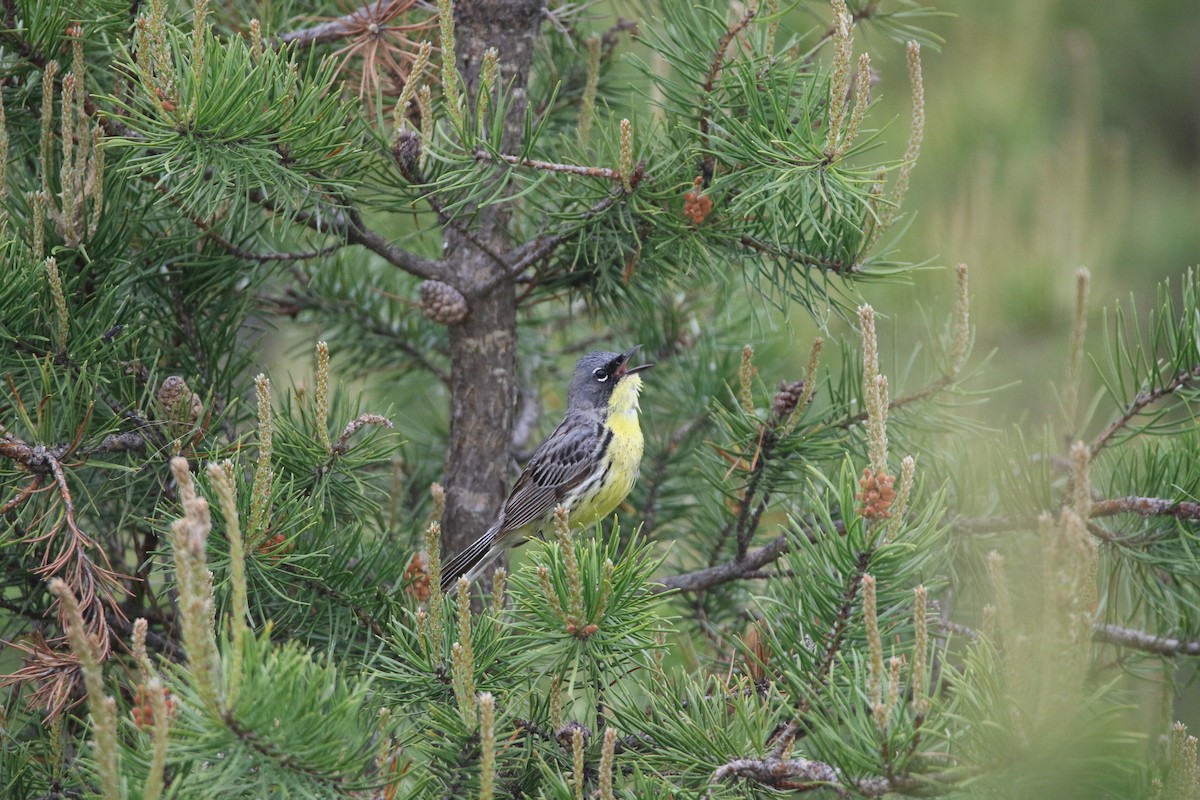 Kirtland Ötleğeni - ML644062415