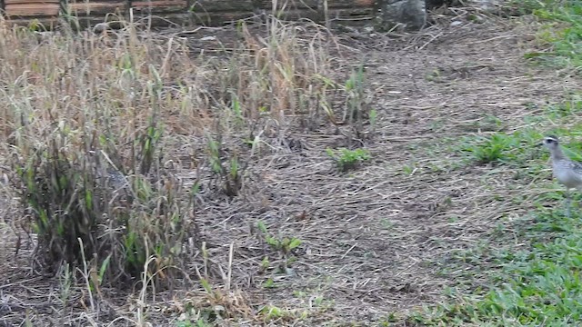 American Golden-Plover - ML644062418