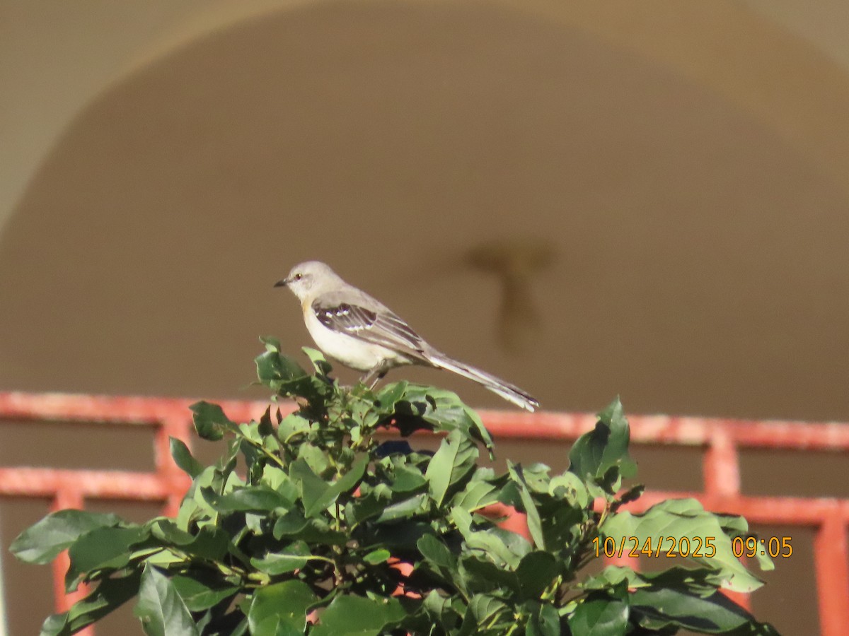 Tropical Mockingbird - ML644062420