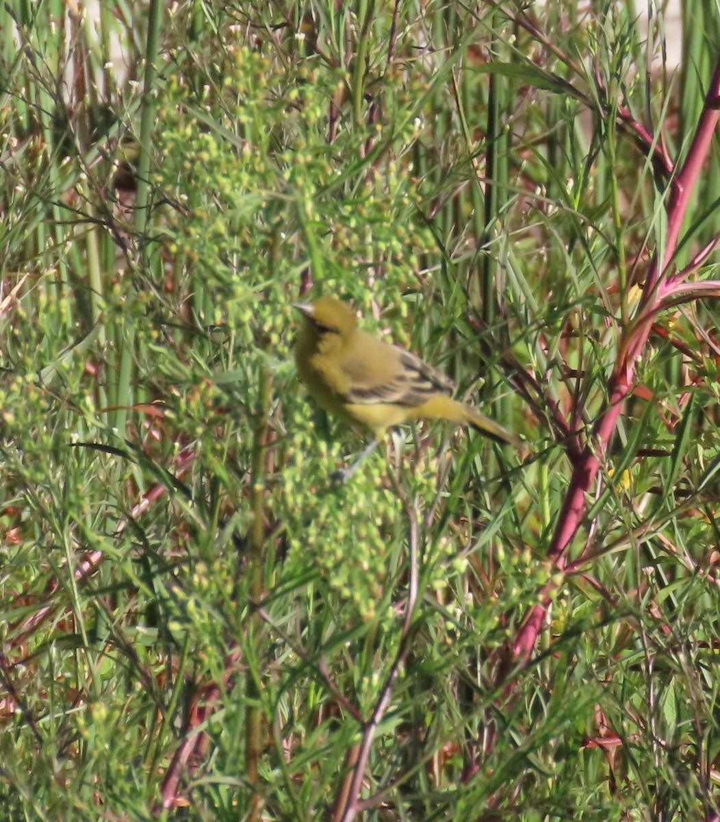 Orchard Oriole - ML644062432