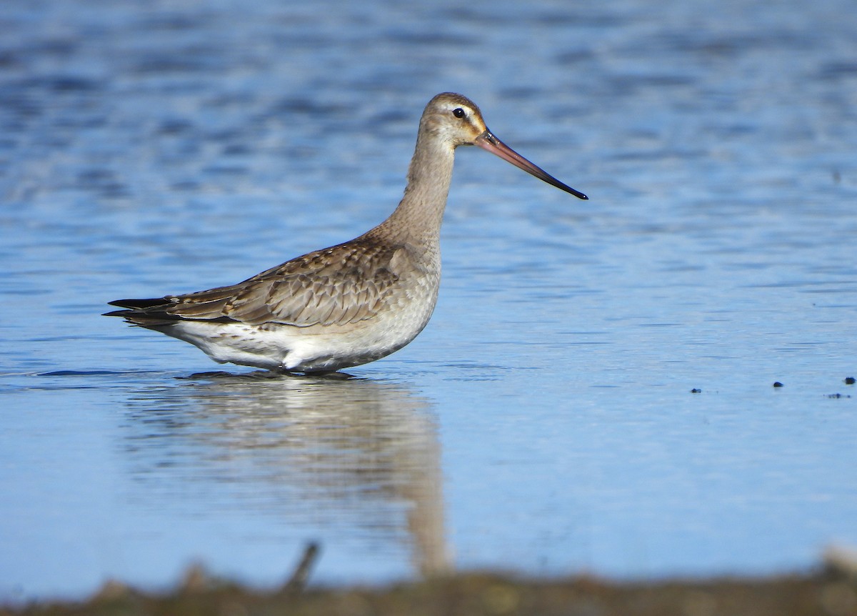 Hudsonian Godwit - ML644062442