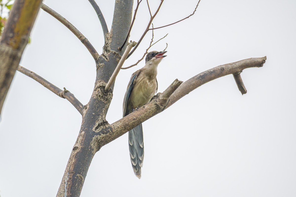 Mavi Saksağan - ML644062474