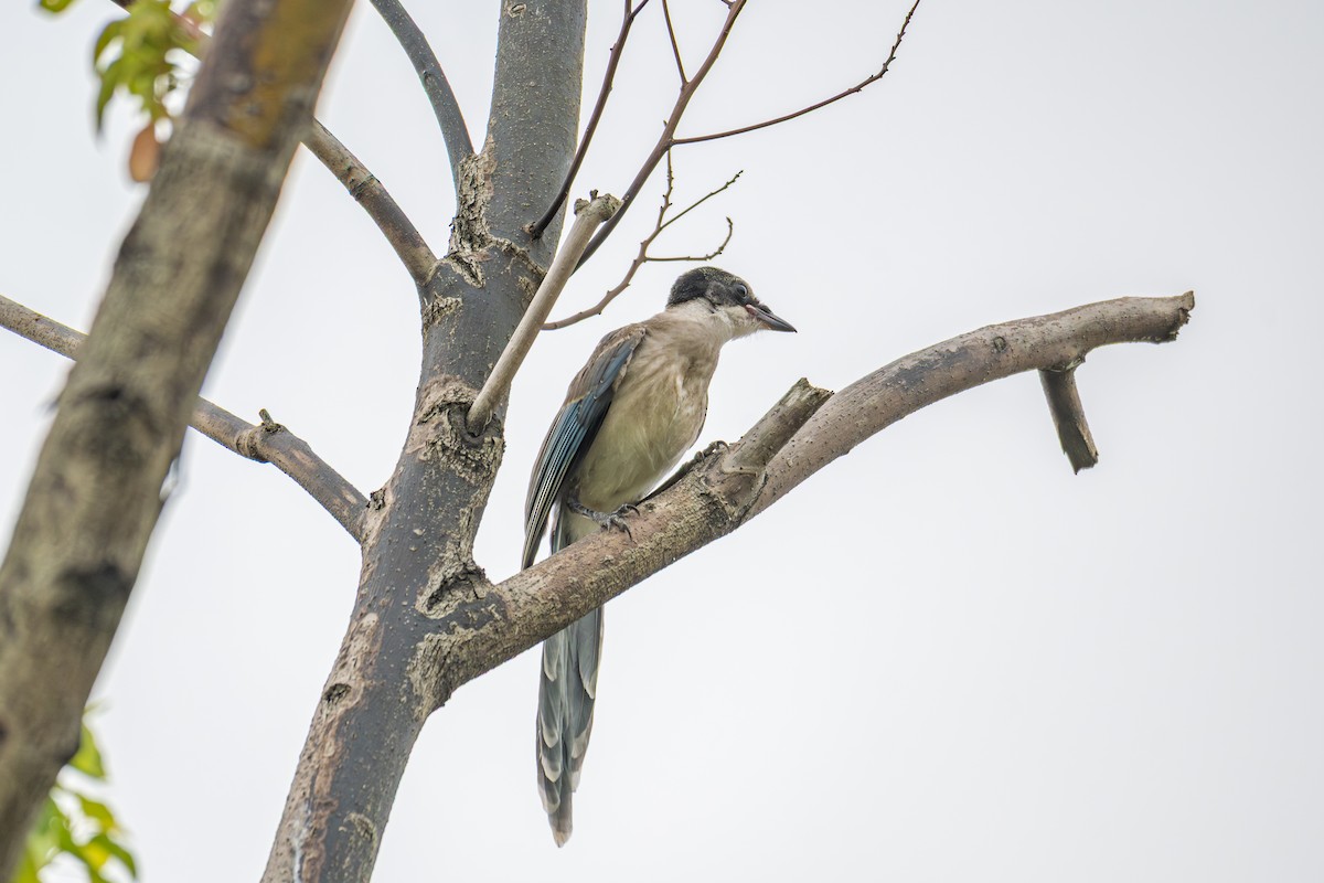 Mavi Saksağan - ML644062475