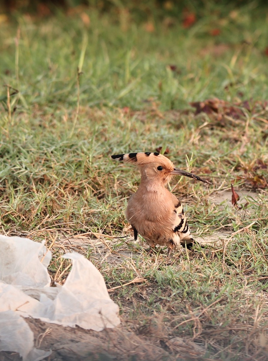 Common Hoopoe - ML644062481