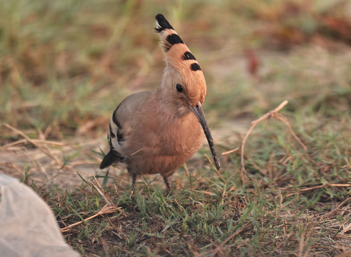 Common Hoopoe - ML644062482