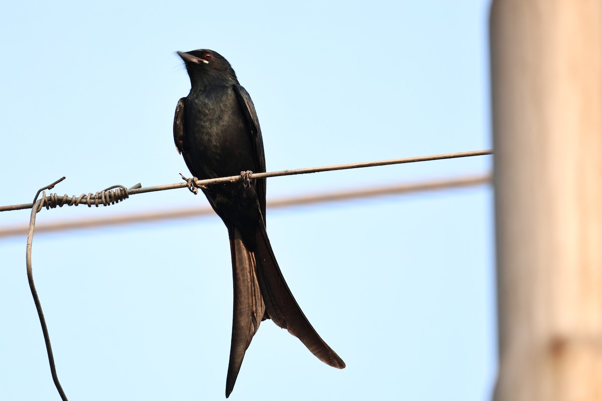 Хар доронго - ML644062489