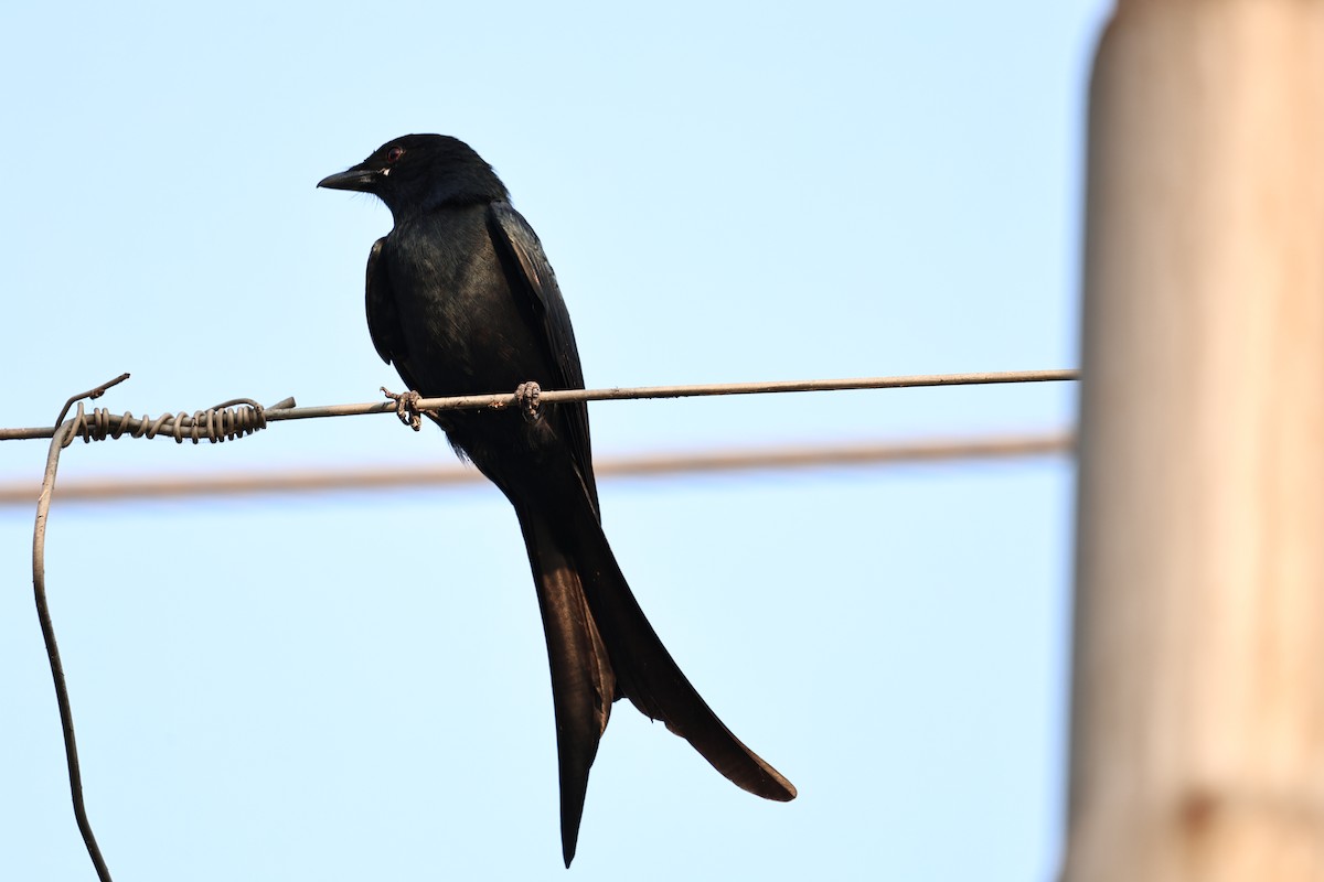 Хар доронго - ML644062490