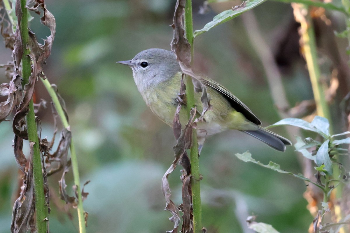 lesňáček hvězdičkový - ML644062495