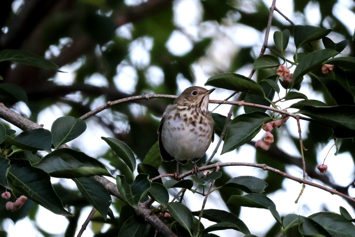 drozd rezavoocasý - ML644062503