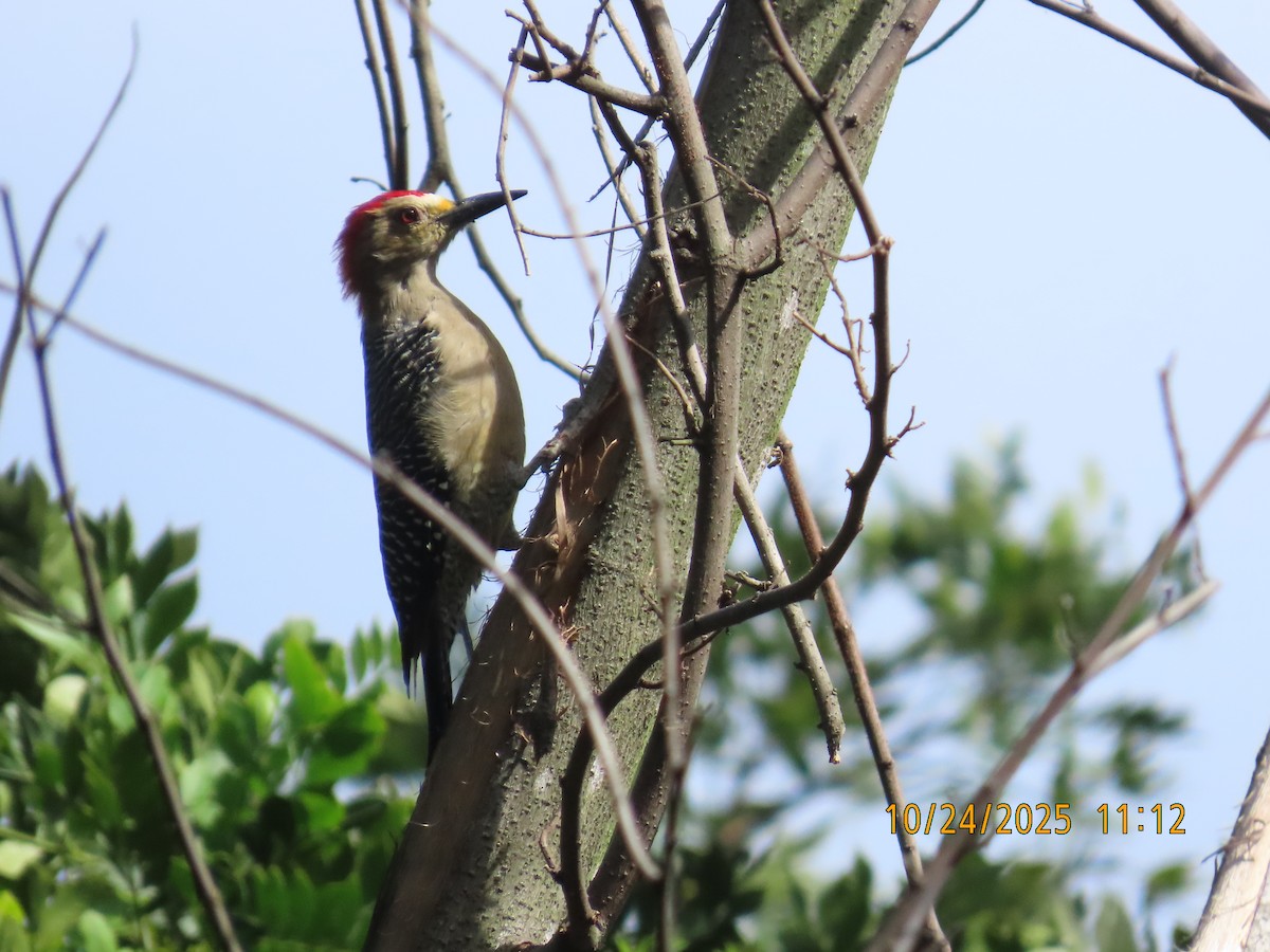 Golden-fronted Woodpecker - ML644062527