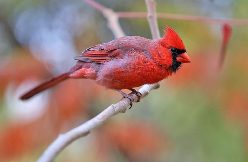 Northern Cardinal - ML644062530