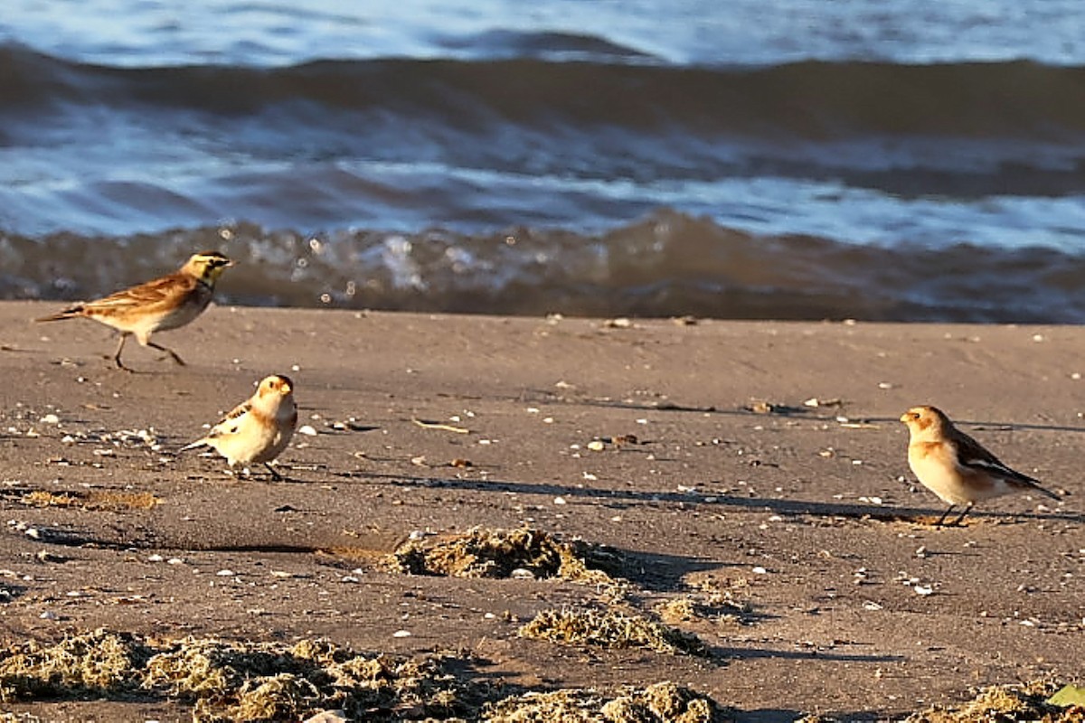 sněhule severní - ML644062531