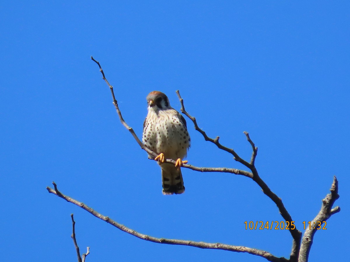American Kestrel - ML644062532