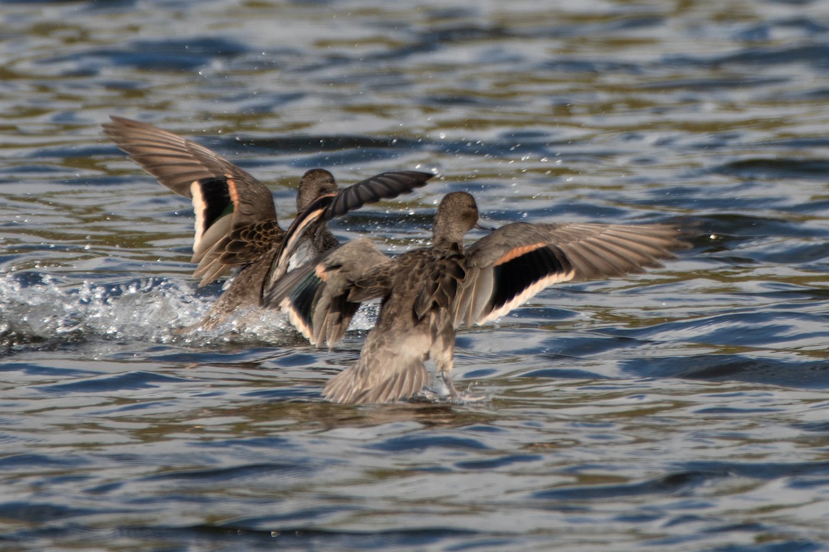 アンデスコガモ - ML644062553