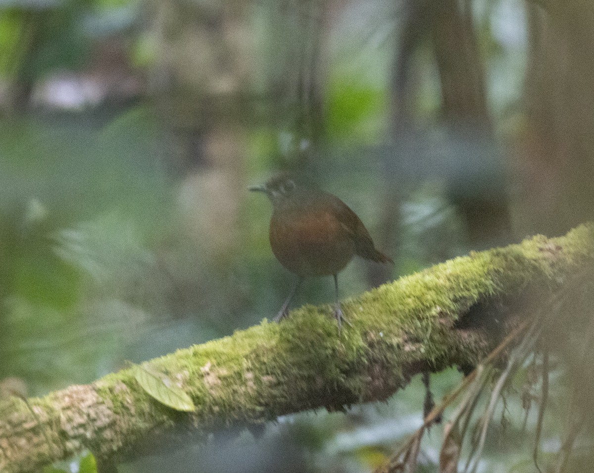 Spot-throat - ML644062556