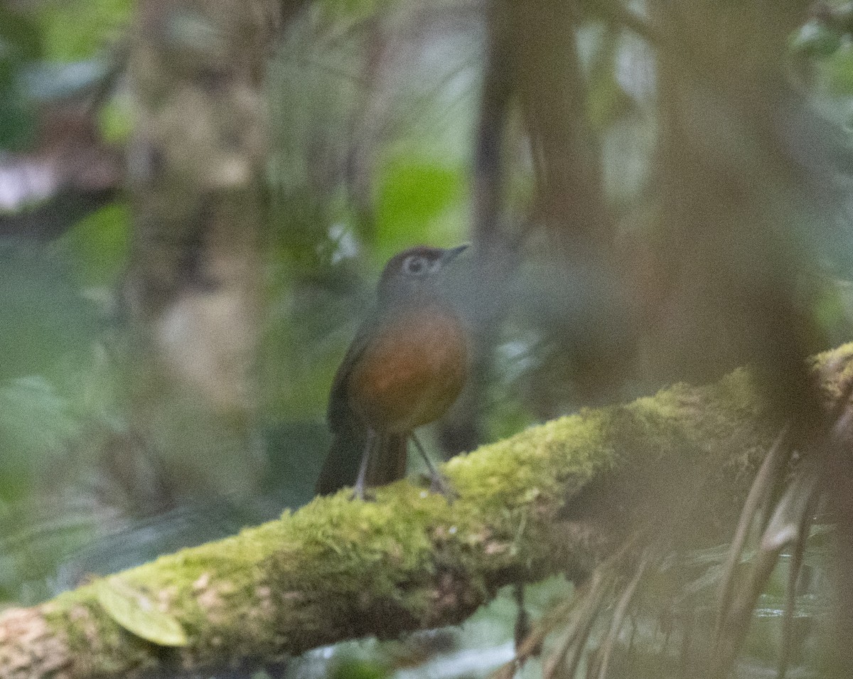 Spot-throat - ML644062558