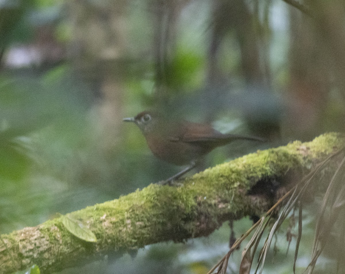 Spot-throat - ML644062559