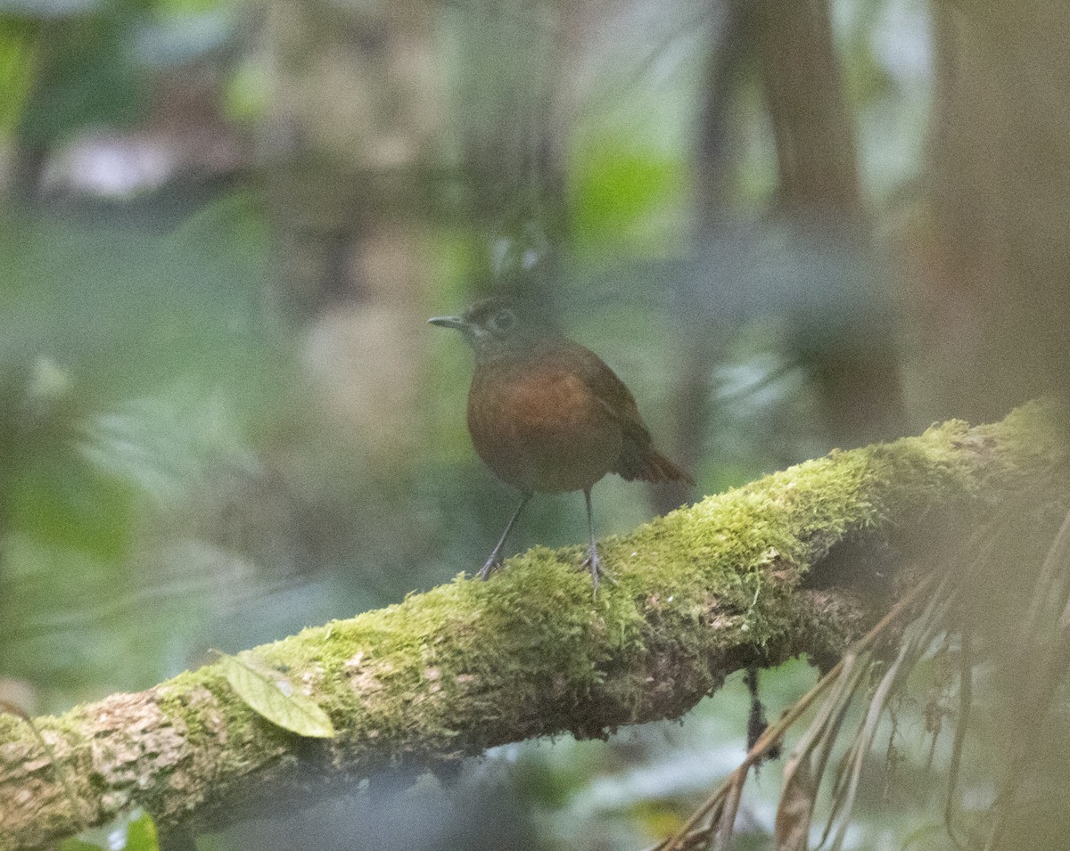 Spot-throat - ML644062561
