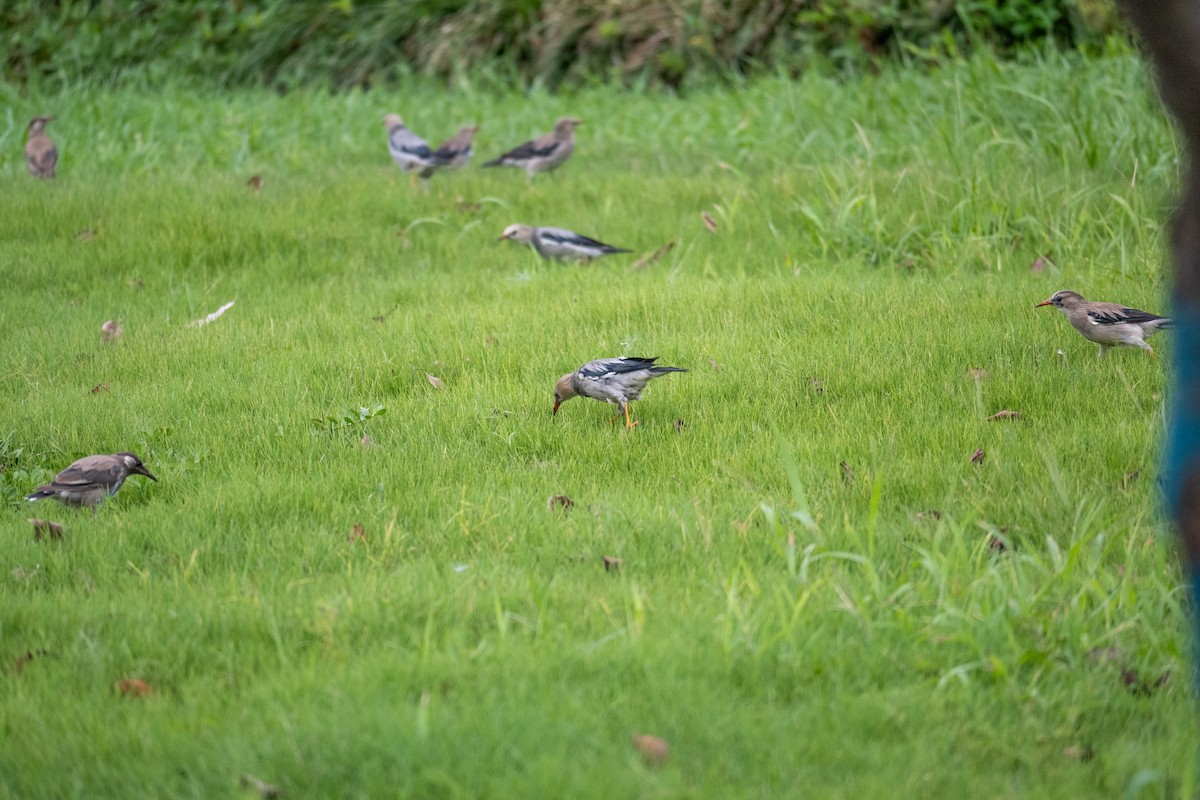 Étourneau soyeux - ML644062570
