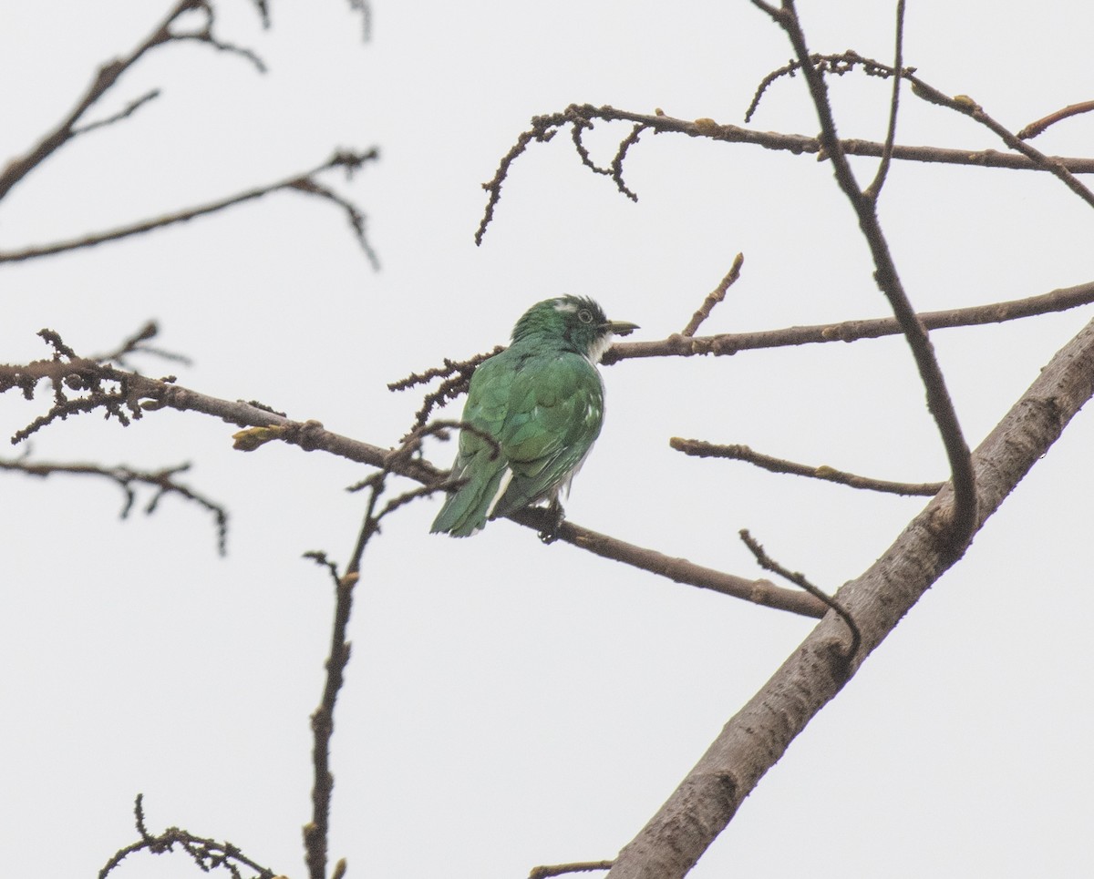 Klaas's Cuckoo - ML644062585