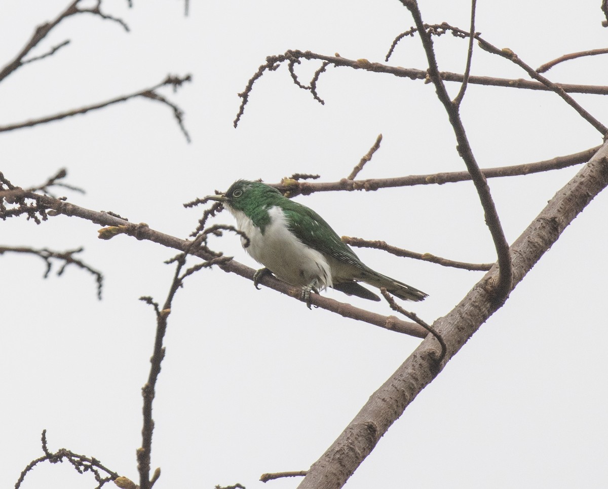 Klaas's Cuckoo - ML644062587