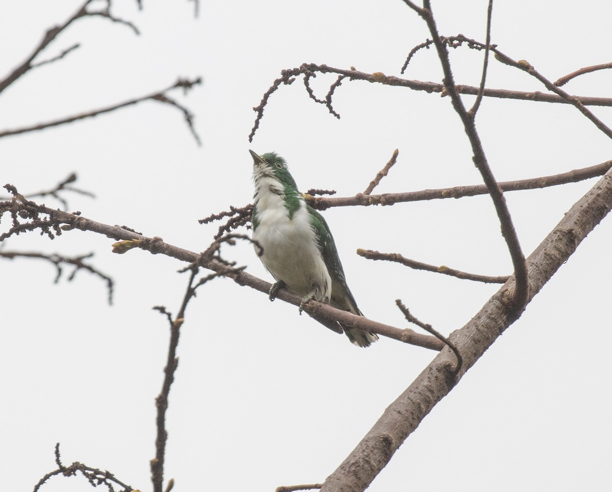 Klaas's Cuckoo - ML644062589