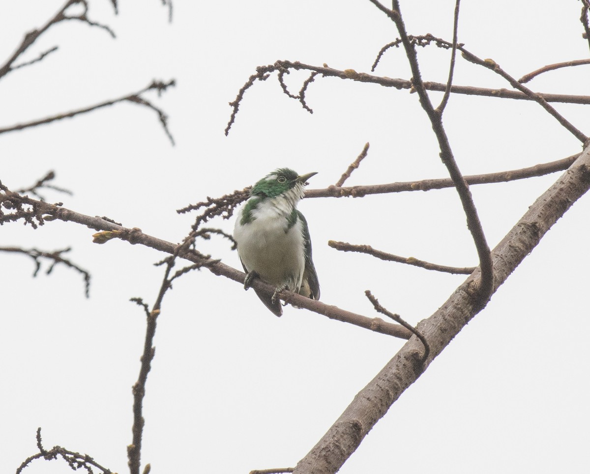Klaas's Cuckoo - ML644062590