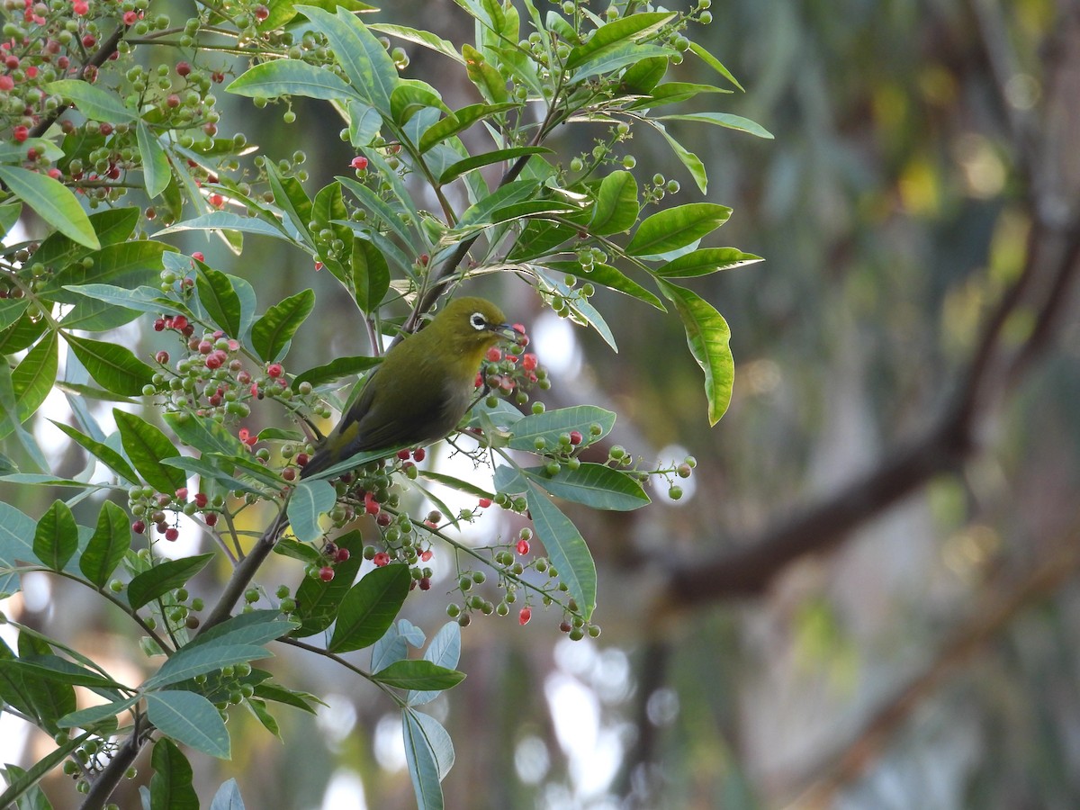 Warbling White-eye - ML644062593