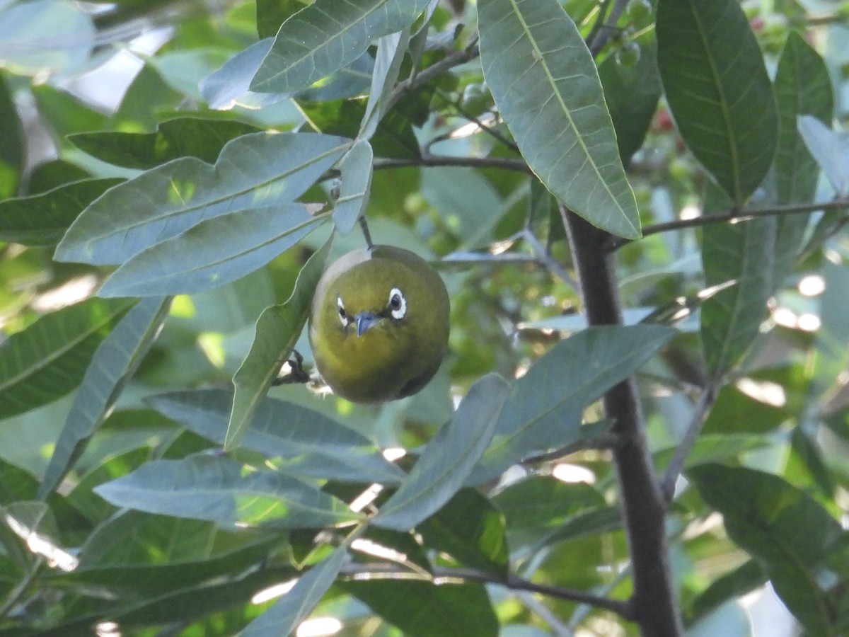 Warbling White-eye - ML644062595