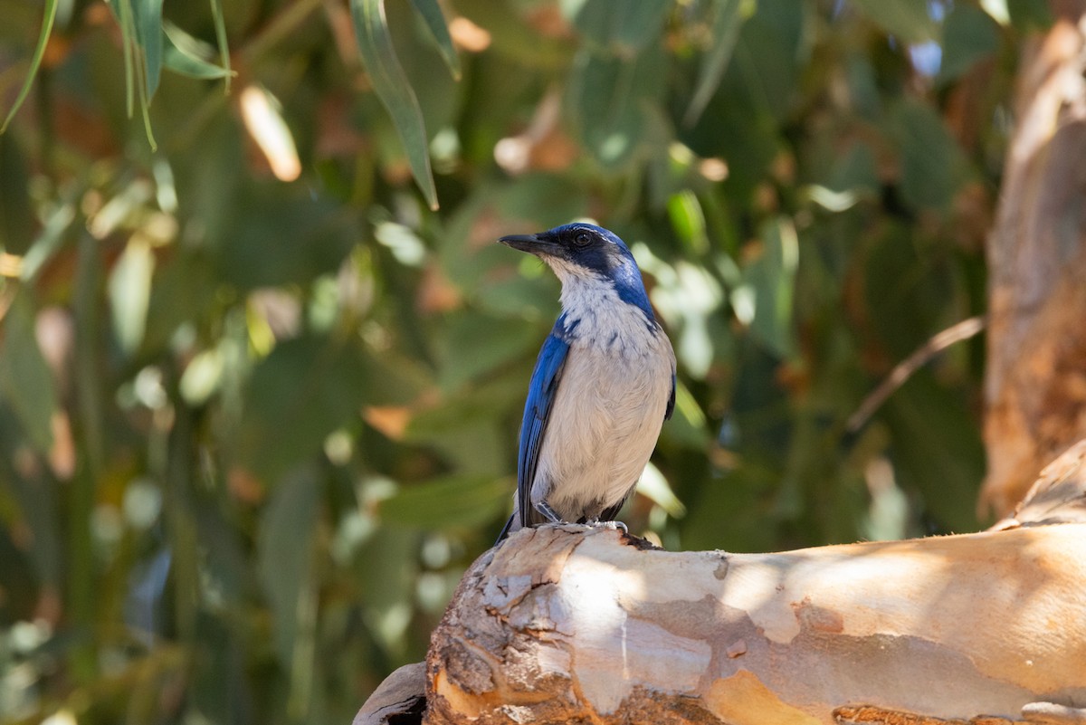 Island Scrub-Jay - ML644062606