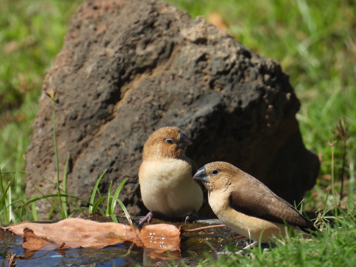African Silverbill - ML644062607