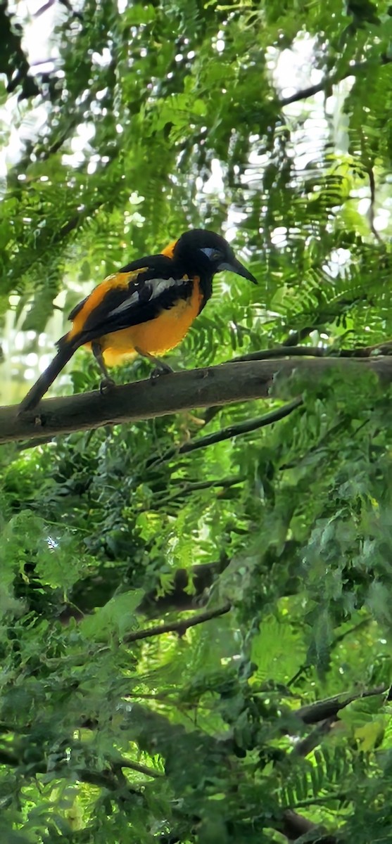Venezuelan Troupial - ML644062635