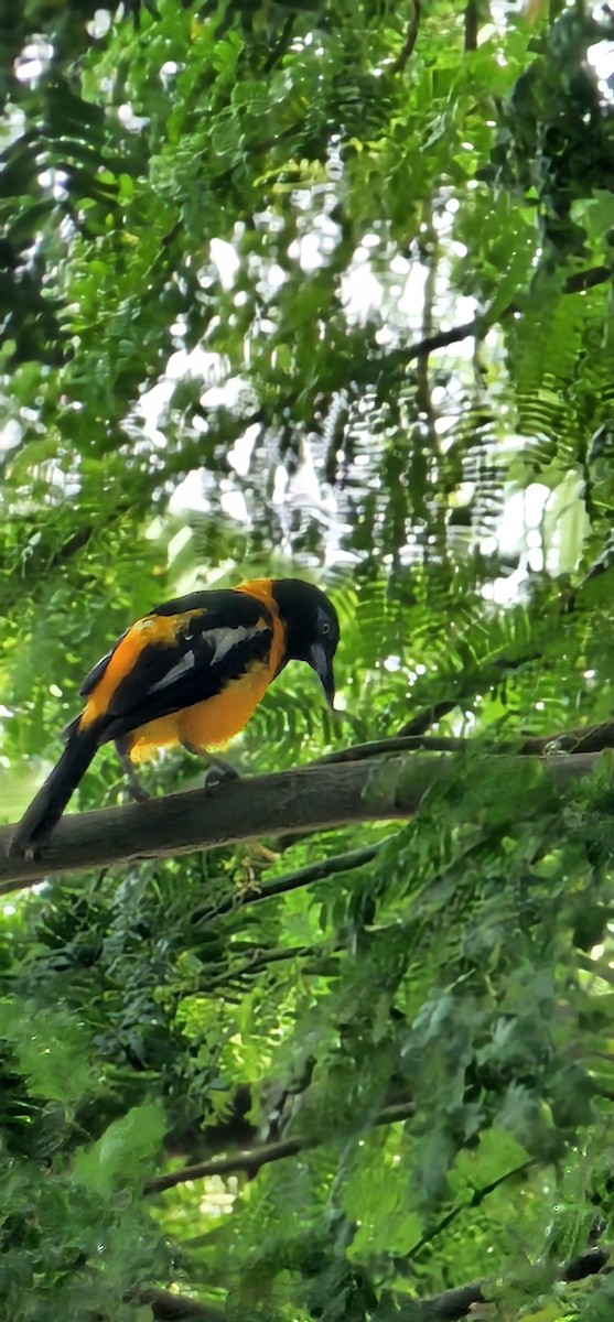 Venezuelan Troupial - ML644062636