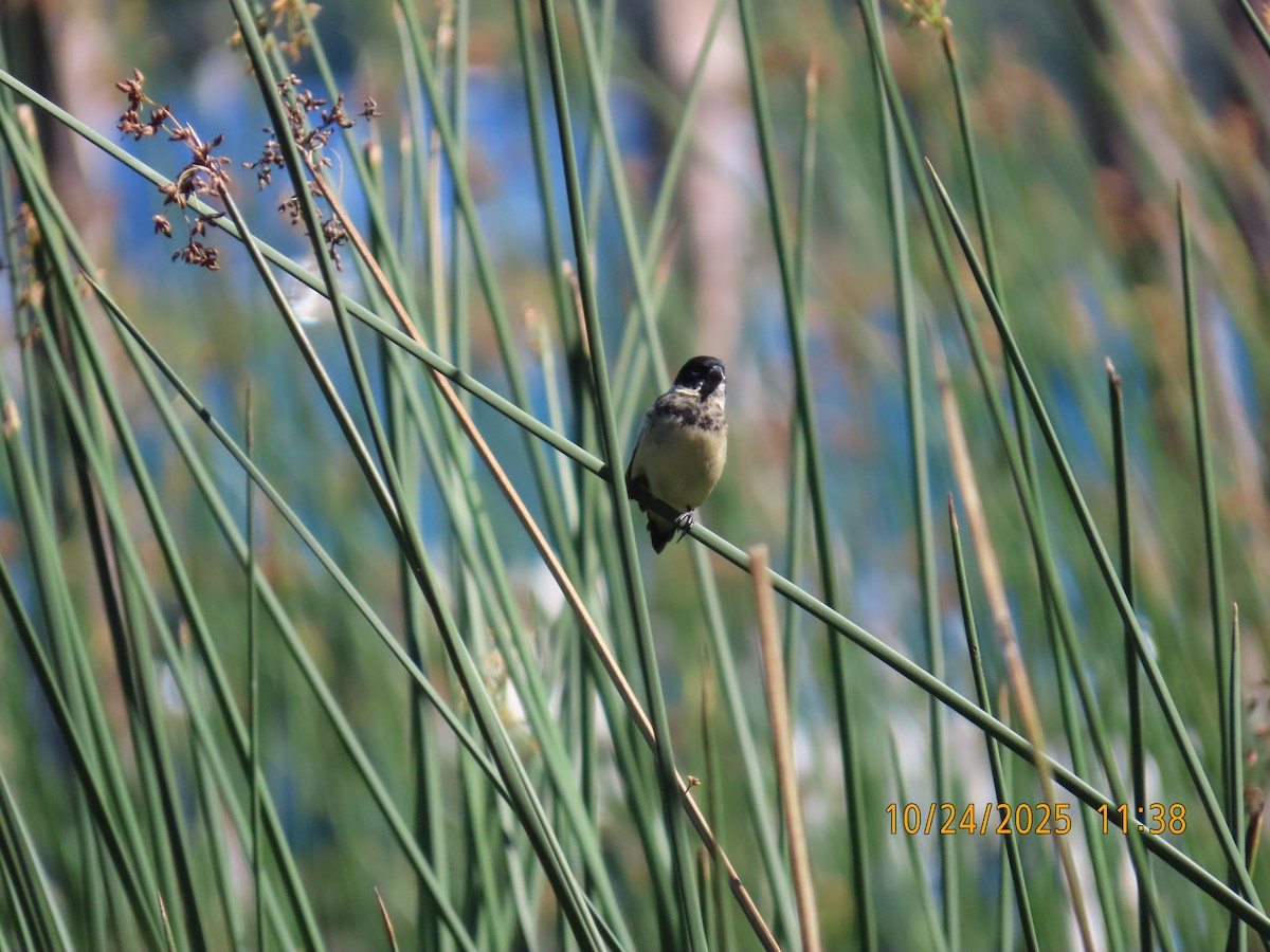 Morelet's Seedeater - ML644062648