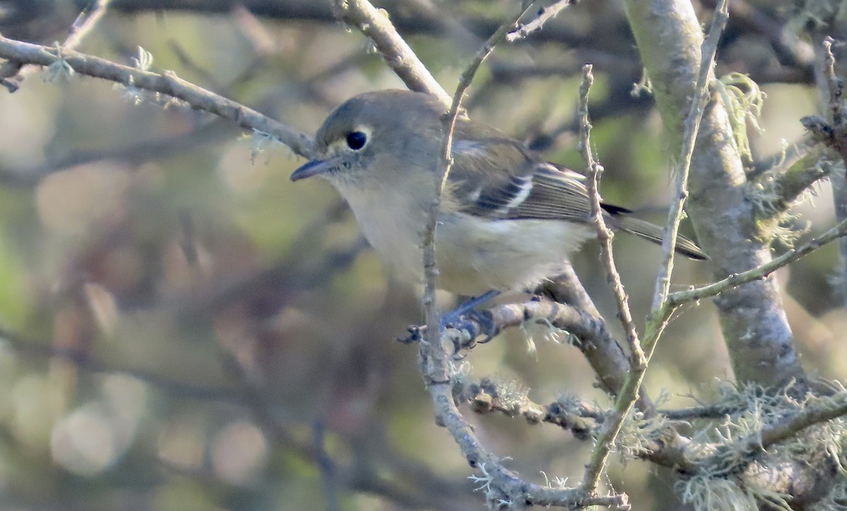 Hutton's Vireo - ML644062649