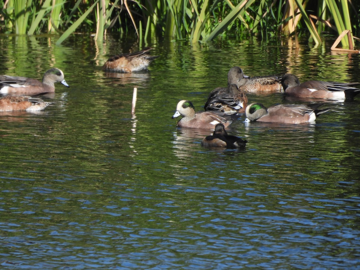 American Wigeon - ML644062651