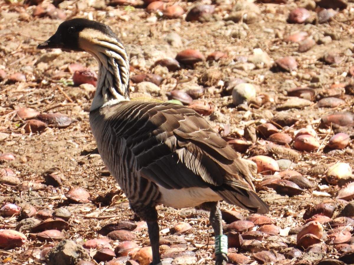 Гавайская казарка - ML644062657