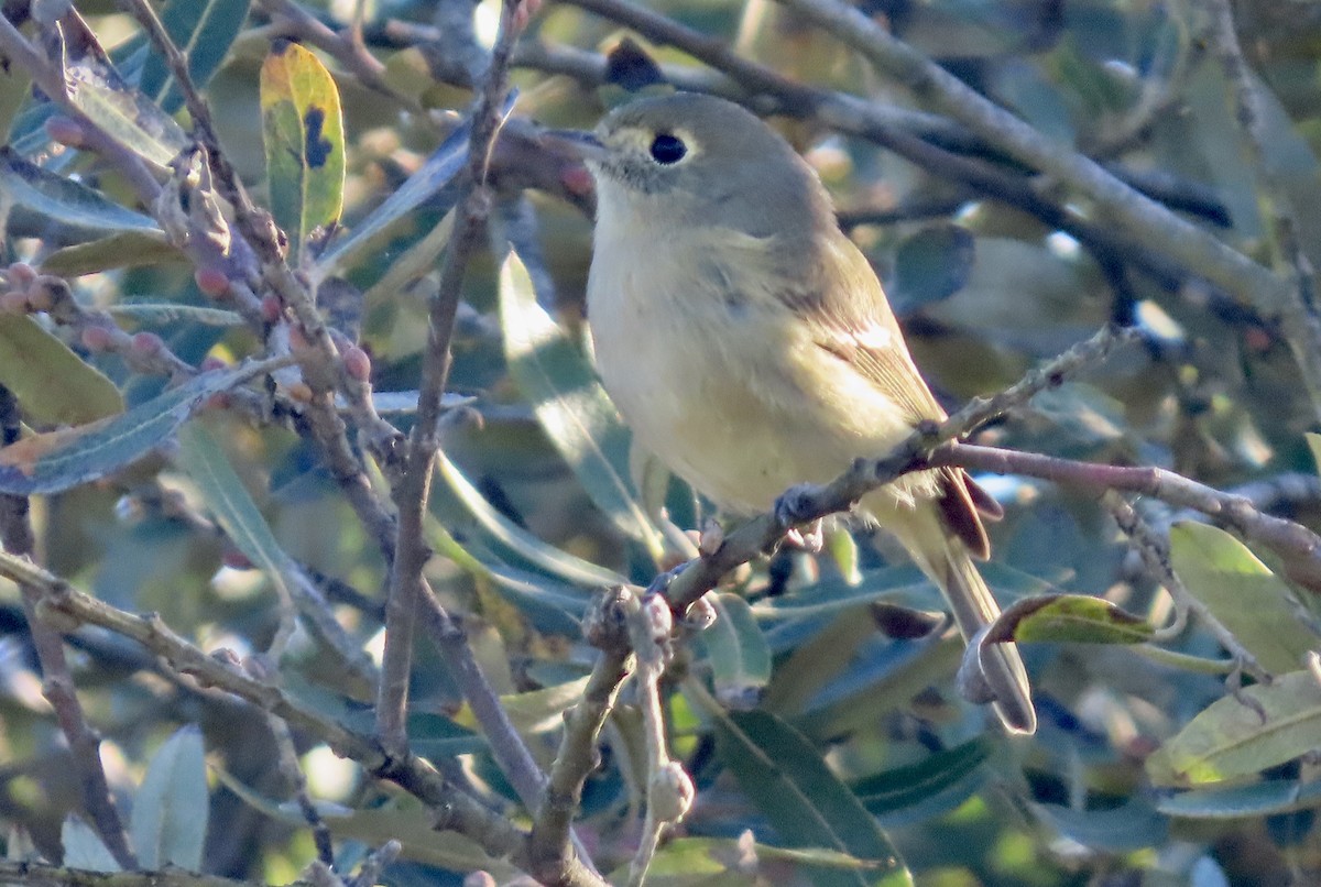 Hutton's Vireo - ML644062658