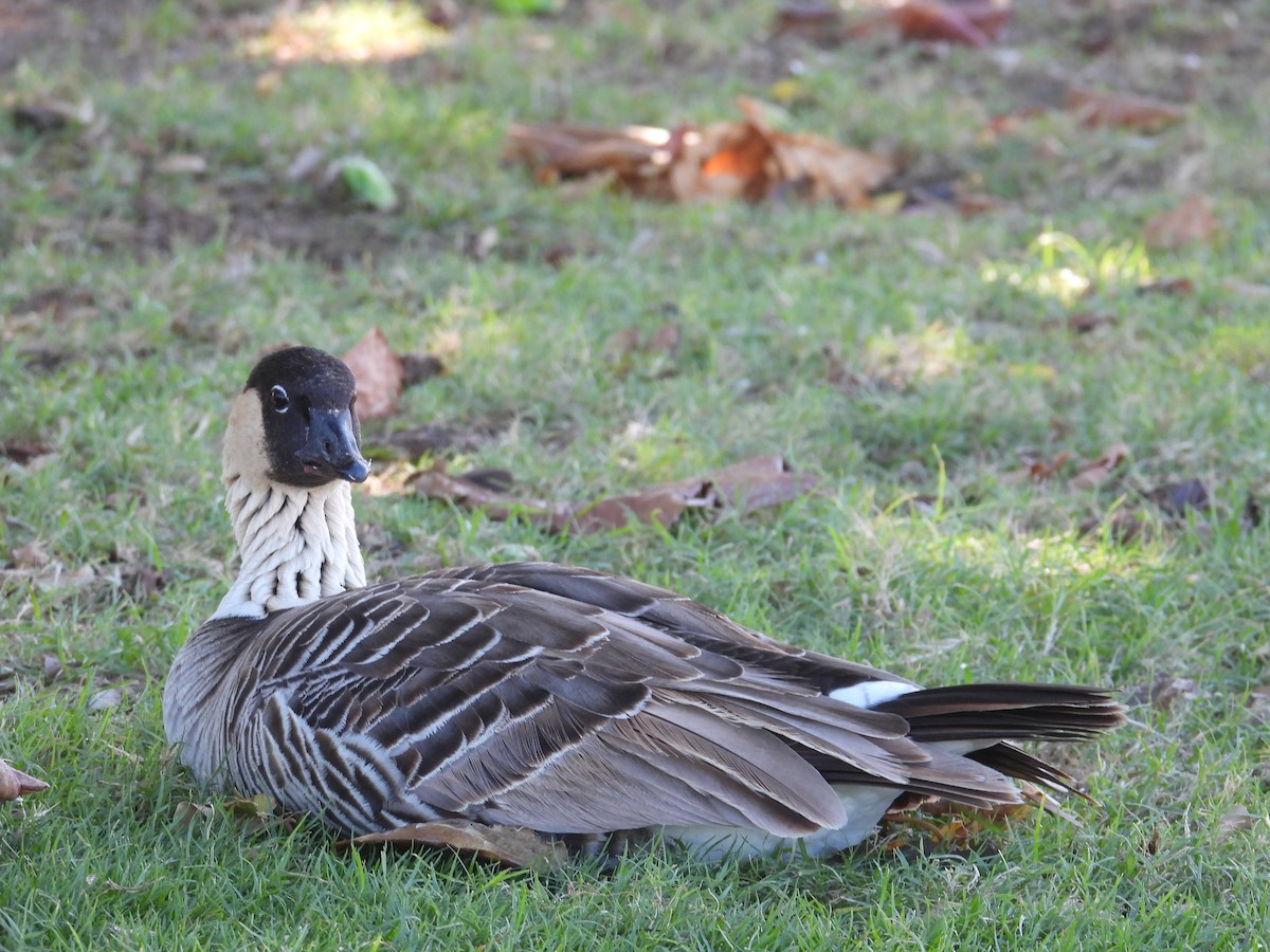 Гавайская казарка - ML644062659