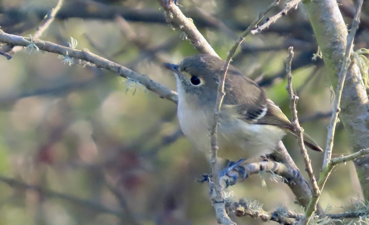 Hutton's Vireo - ML644062660