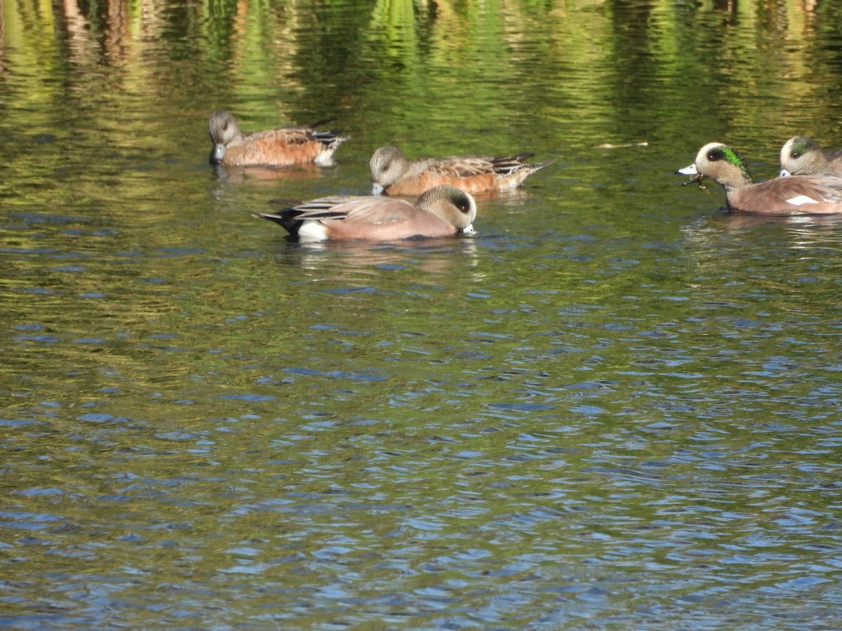 American Wigeon - ML644062662