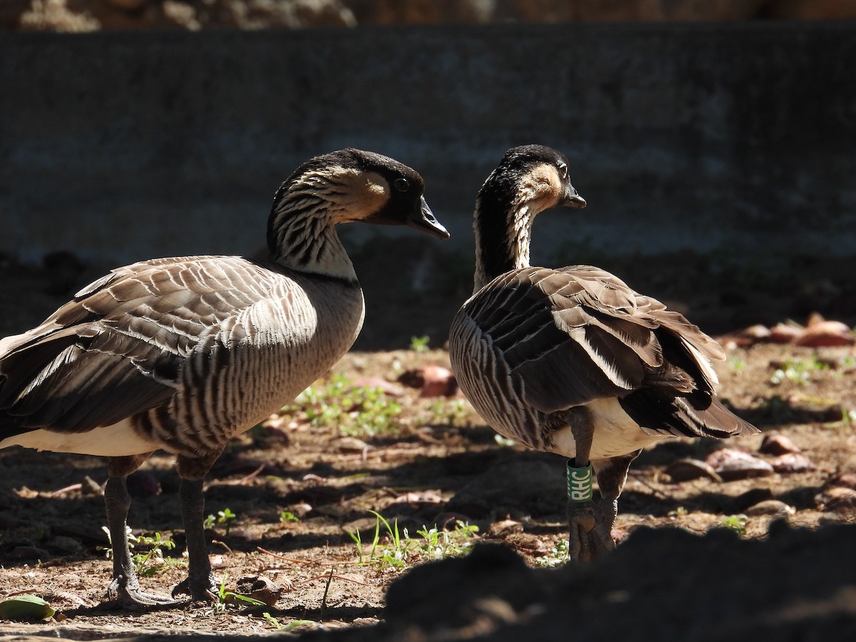 Гавайская казарка - ML644062663
