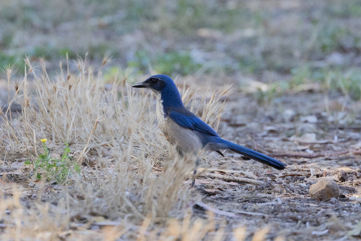 Island Scrub-Jay - ML644062664