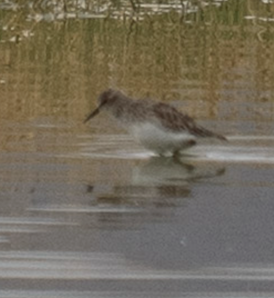 Least Sandpiper - ML644062665