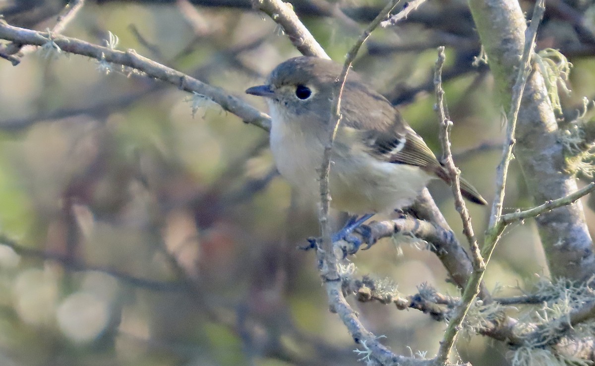 Hutton's Vireo - ML644062666