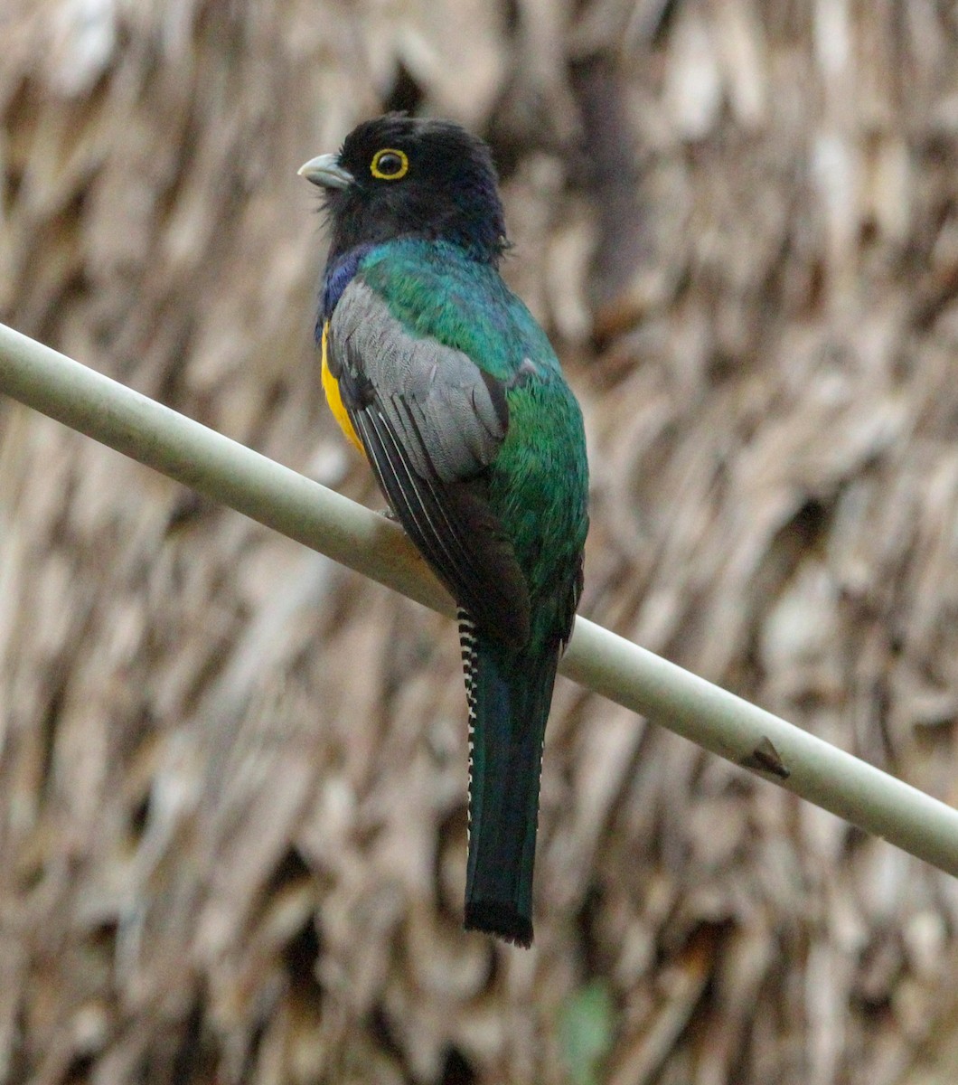 Mor Trogon - ML644062667