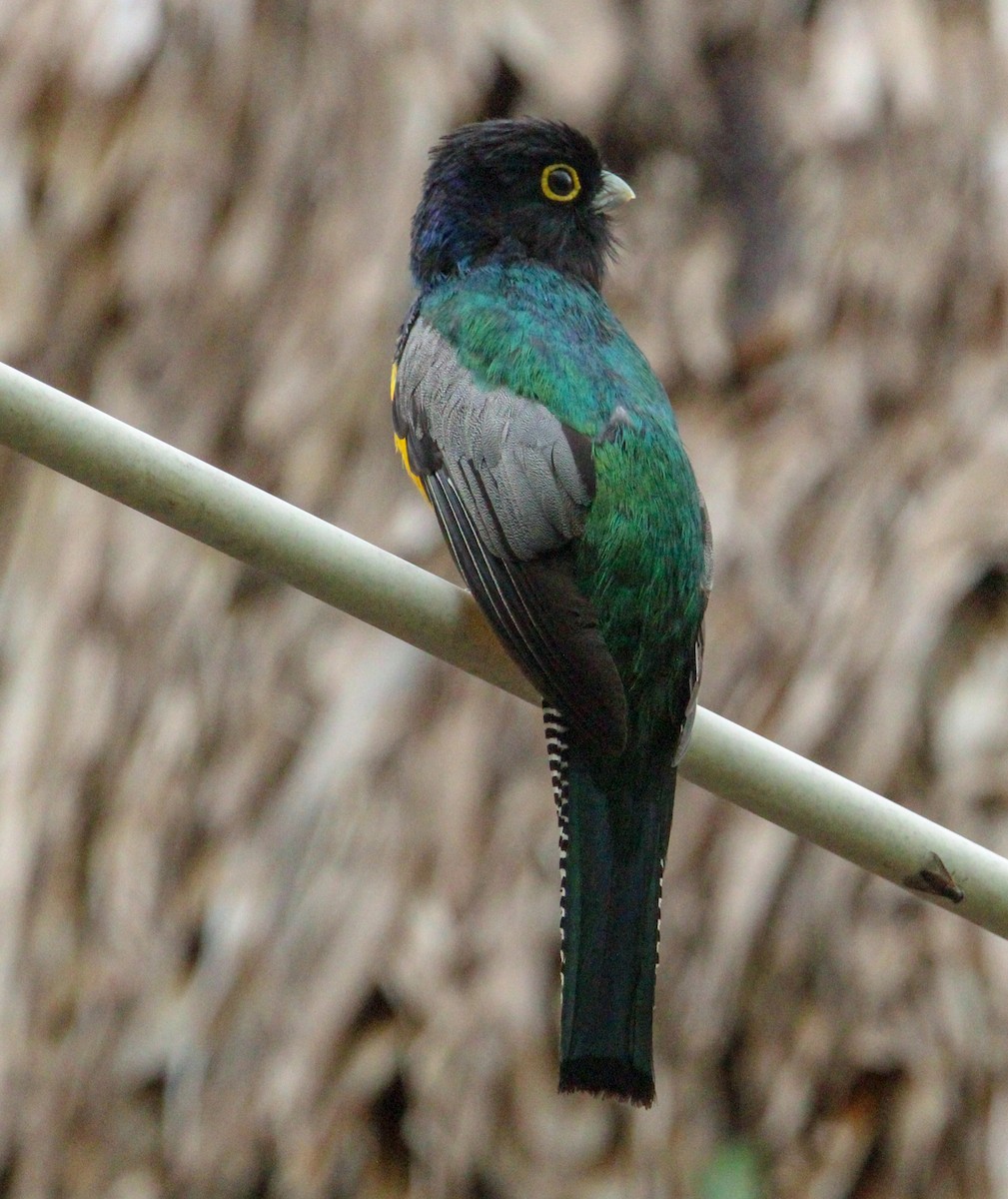 Mor Trogon - ML644062668