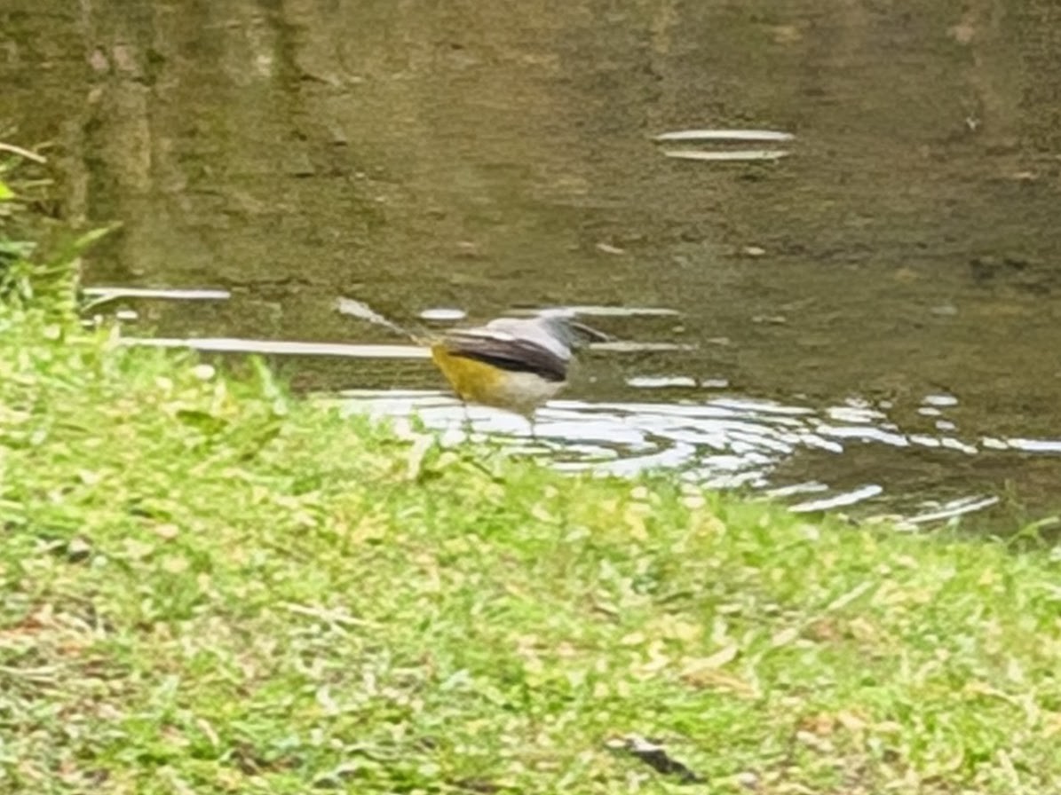 Gray Wagtail - ML644062677