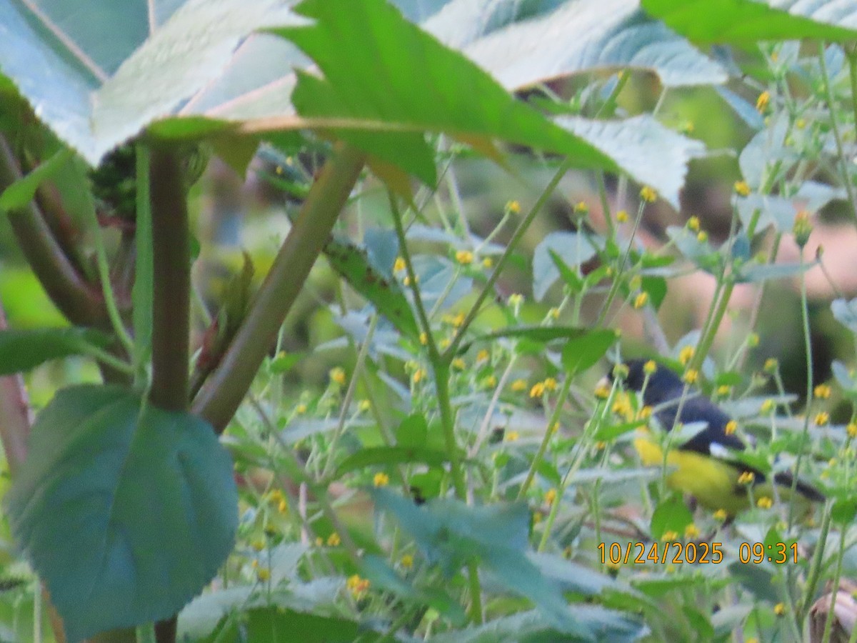 Lesser Goldfinch - ML644062680