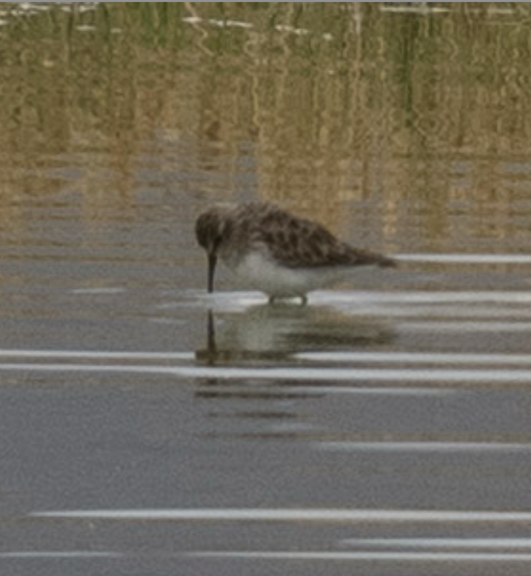 Least Sandpiper - ML644062684
